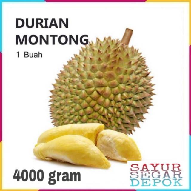 Detail Durian Montong Super Nomer 57