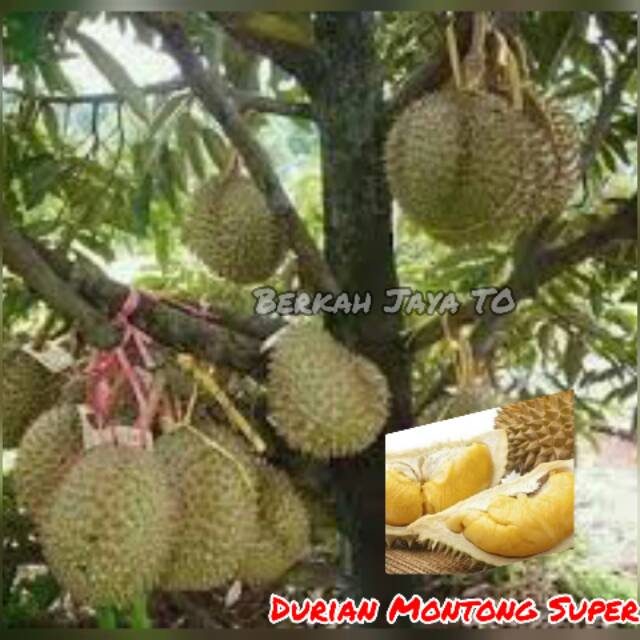 Detail Durian Montong Super Nomer 9