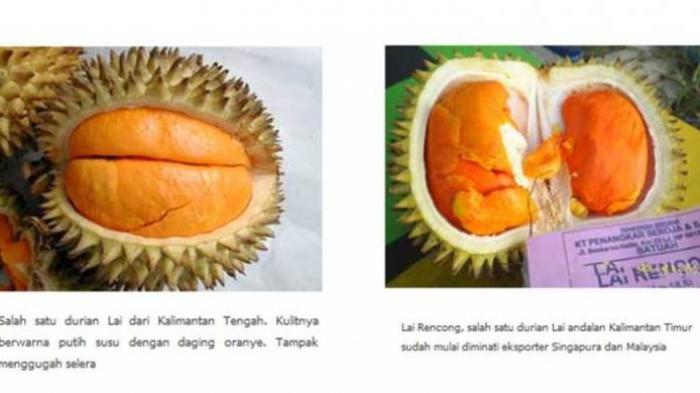Durian Oren - KibrisPDR