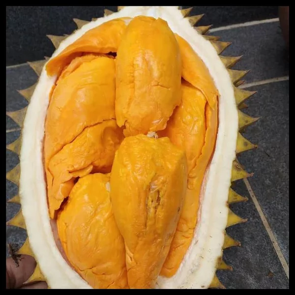 Detail Durian Oren Nomer 10