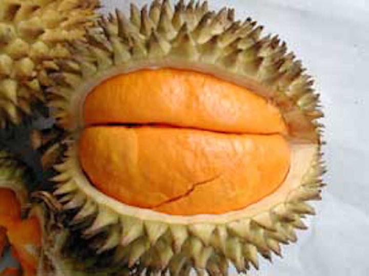 Detail Durian Oren Nomer 12