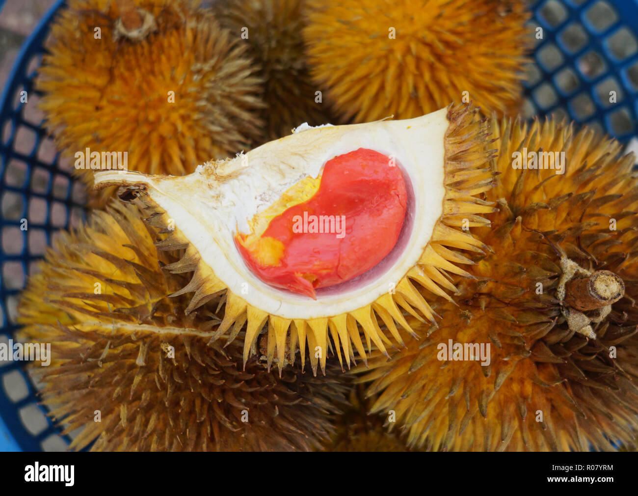 Detail Durian Oren Nomer 13