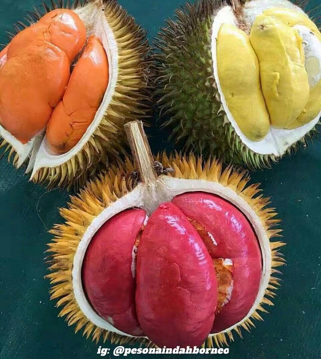 Detail Durian Oren Nomer 14
