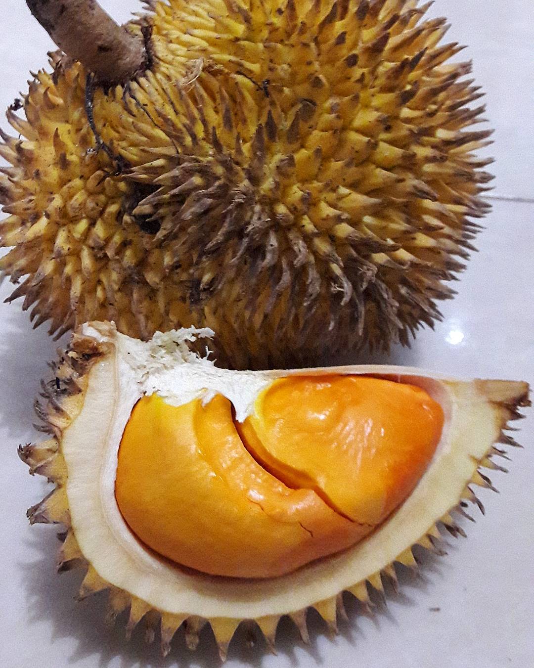 Detail Durian Oren Nomer 15