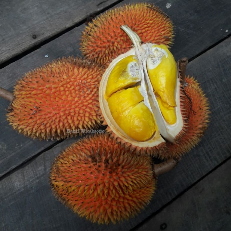 Detail Durian Oren Nomer 17