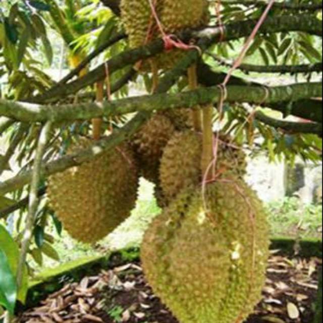 Detail Durian Oren Nomer 21