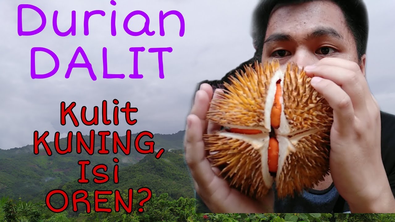 Detail Durian Oren Nomer 23