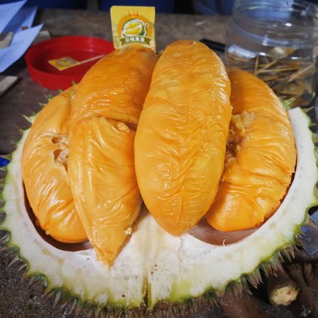 Detail Durian Oren Nomer 24