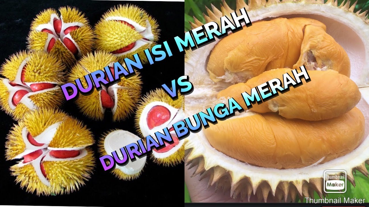 Detail Durian Oren Nomer 25