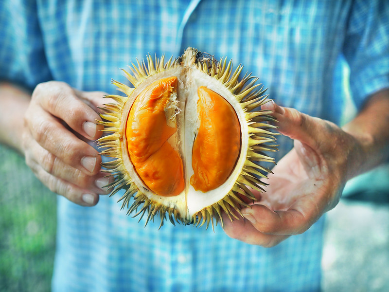Detail Durian Oren Nomer 26