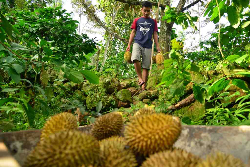 Detail Durian Oren Nomer 27