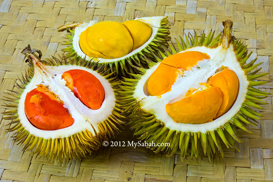 Detail Durian Oren Nomer 4