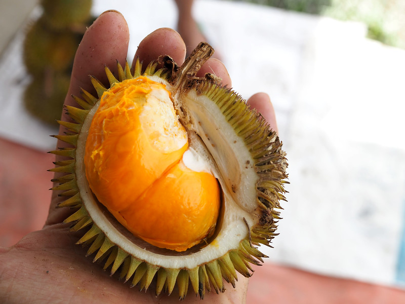 Detail Durian Oren Nomer 29