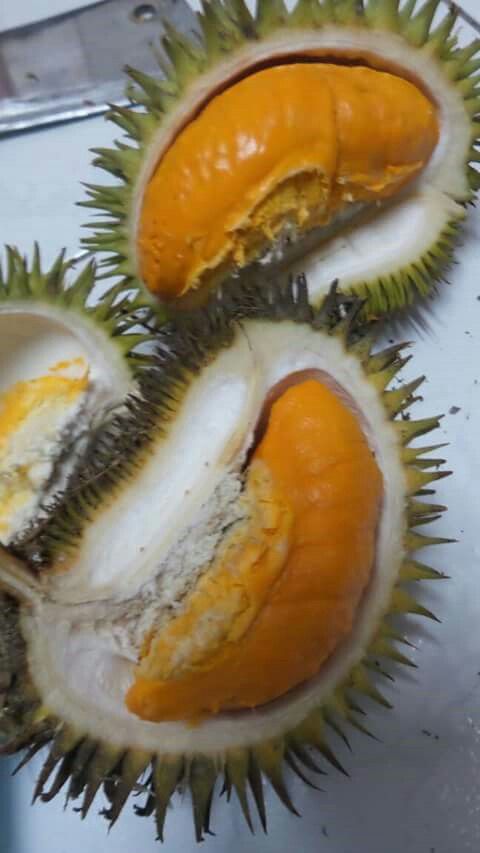 Detail Durian Oren Nomer 30