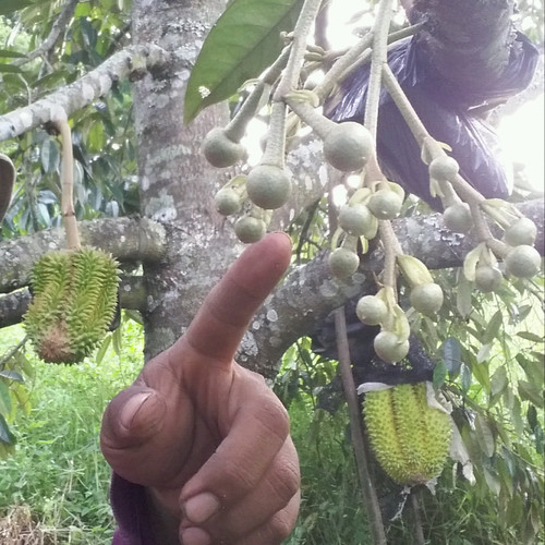 Detail Durian Oren Nomer 31