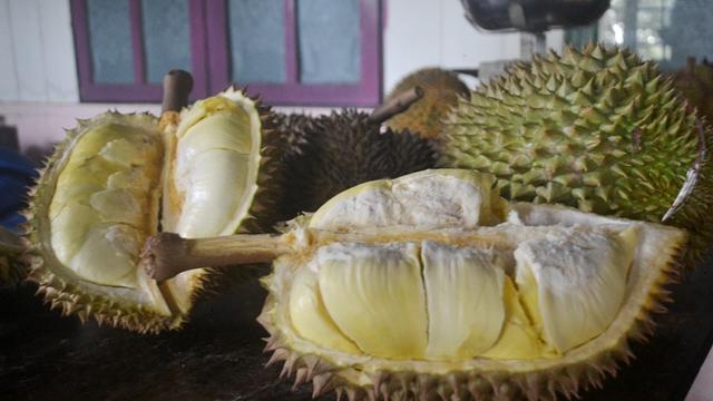Detail Durian Oren Nomer 32