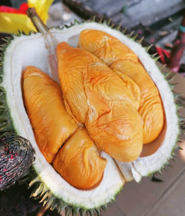 Detail Durian Oren Nomer 33