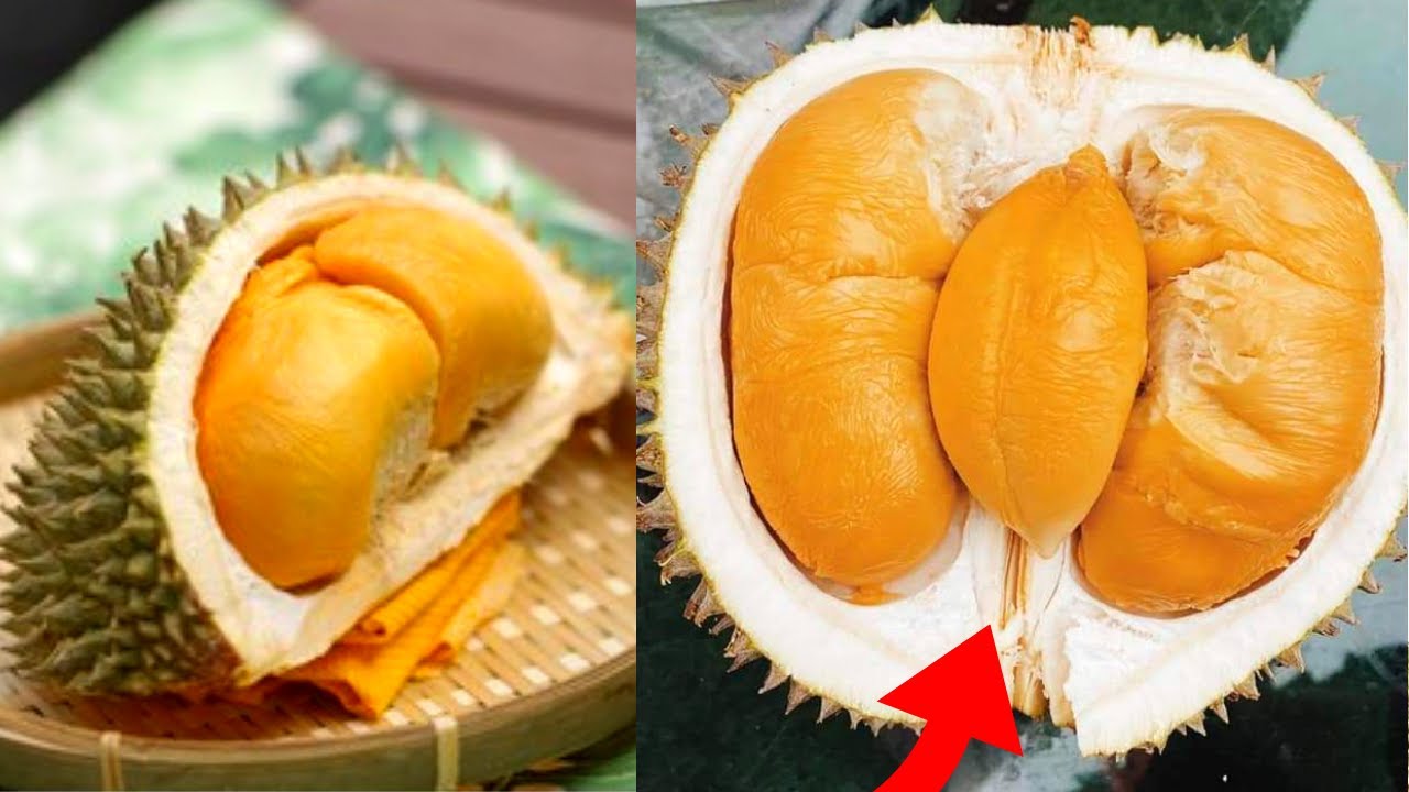 Detail Durian Oren Nomer 35