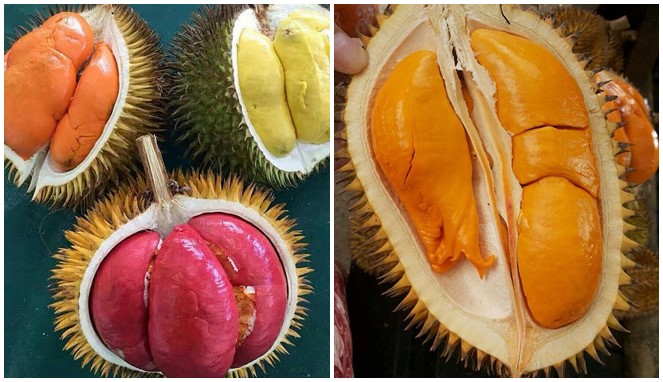 Detail Durian Oren Nomer 5