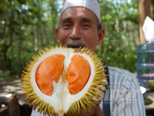 Detail Durian Oren Nomer 37