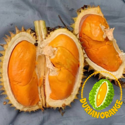 Detail Durian Oren Nomer 38