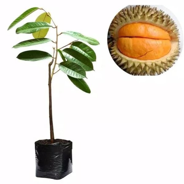 Detail Durian Oren Nomer 39