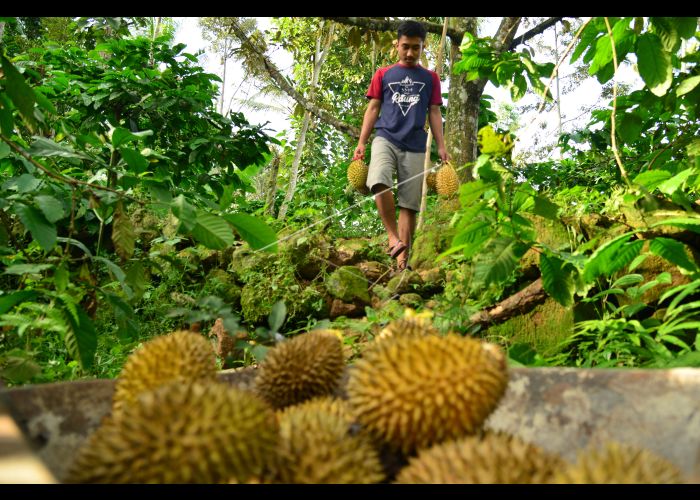 Detail Durian Oren Nomer 44