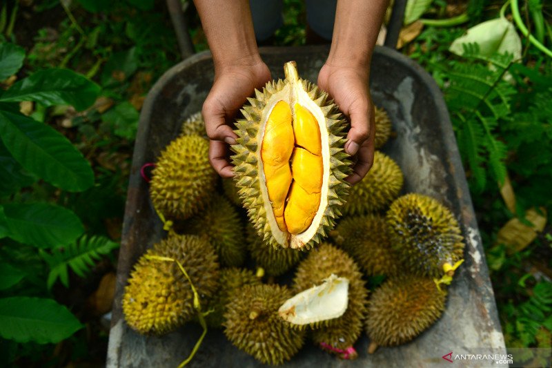 Detail Durian Oren Nomer 6