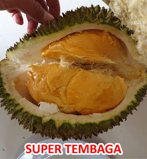 Detail Durian Oren Nomer 45
