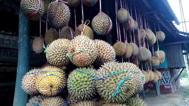 Detail Durian Oren Nomer 47