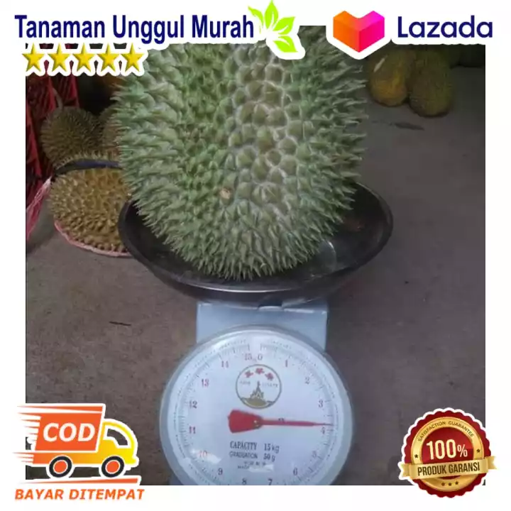Detail Durian Oren Nomer 49