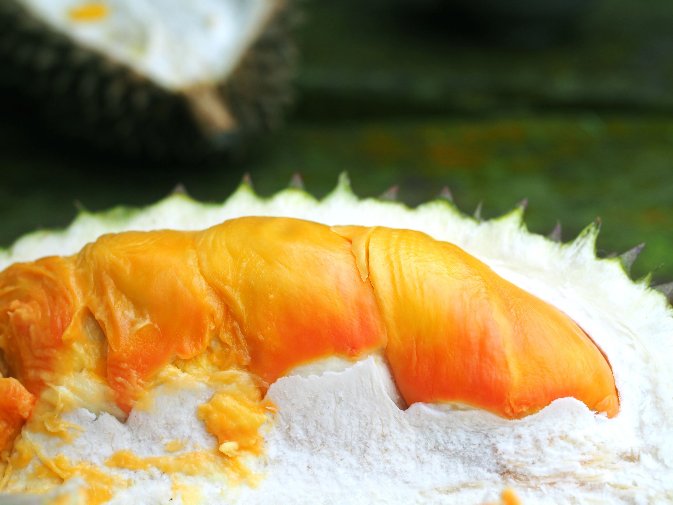 Detail Durian Oren Nomer 50
