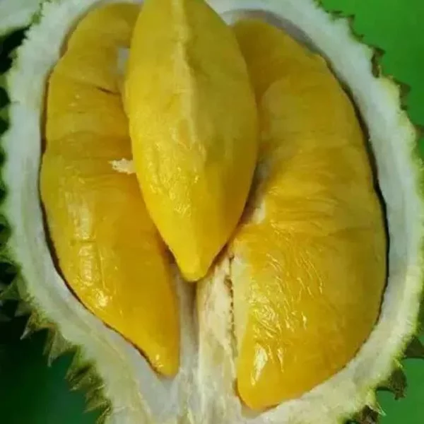 Detail Durian Oren Nomer 8
