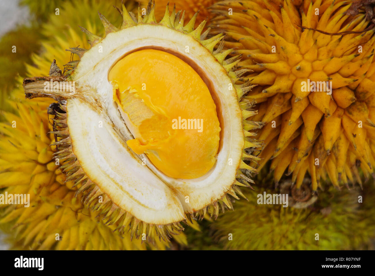 Detail Durian Oren Nomer 9