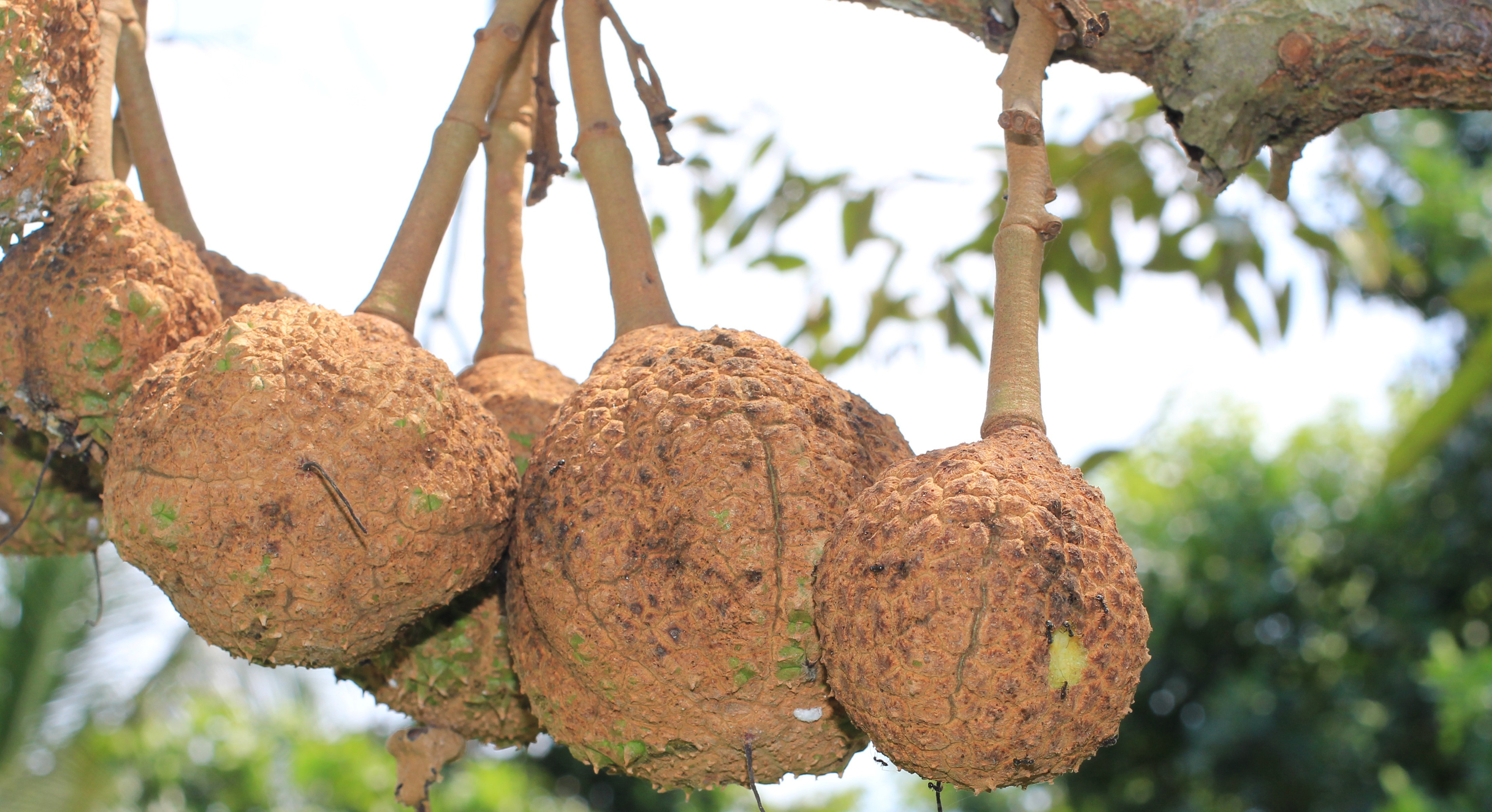 Detail Durian Tidak Berduri Nomer 19