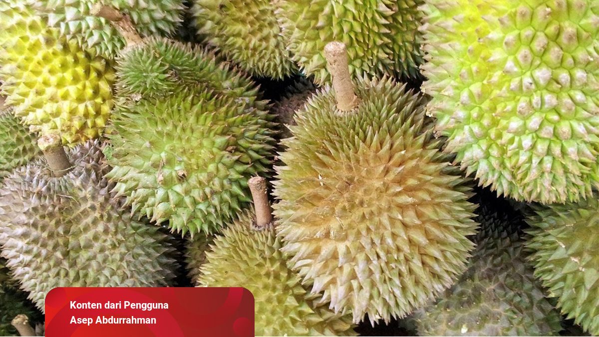 Detail Durian Tidak Berduri Nomer 25