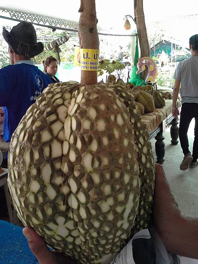 Detail Durian Tidak Berduri Nomer 27