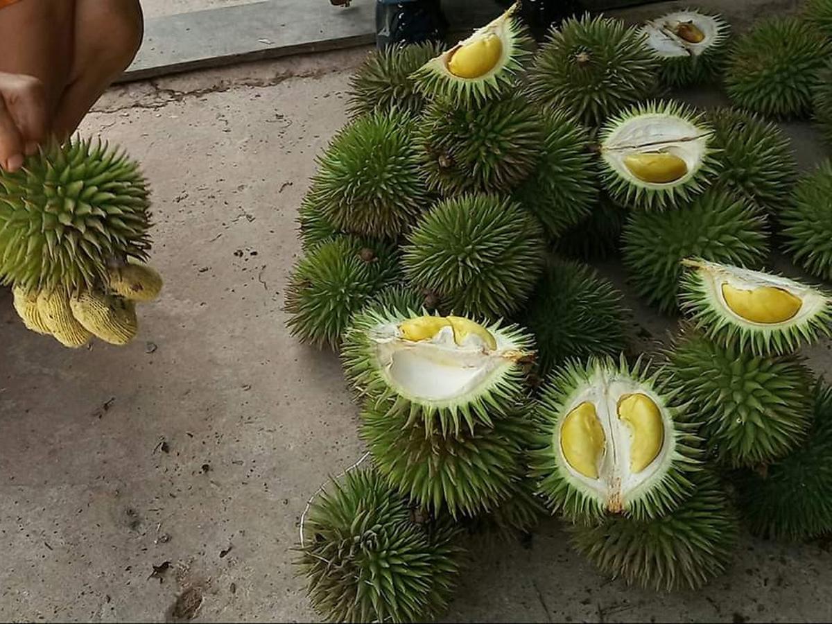 Detail Durian Tidak Berduri Nomer 33