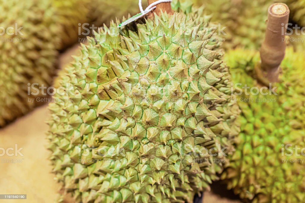 Detail Durian Tidak Berduri Nomer 39