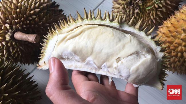 Detail Durian Tidak Berduri Nomer 54