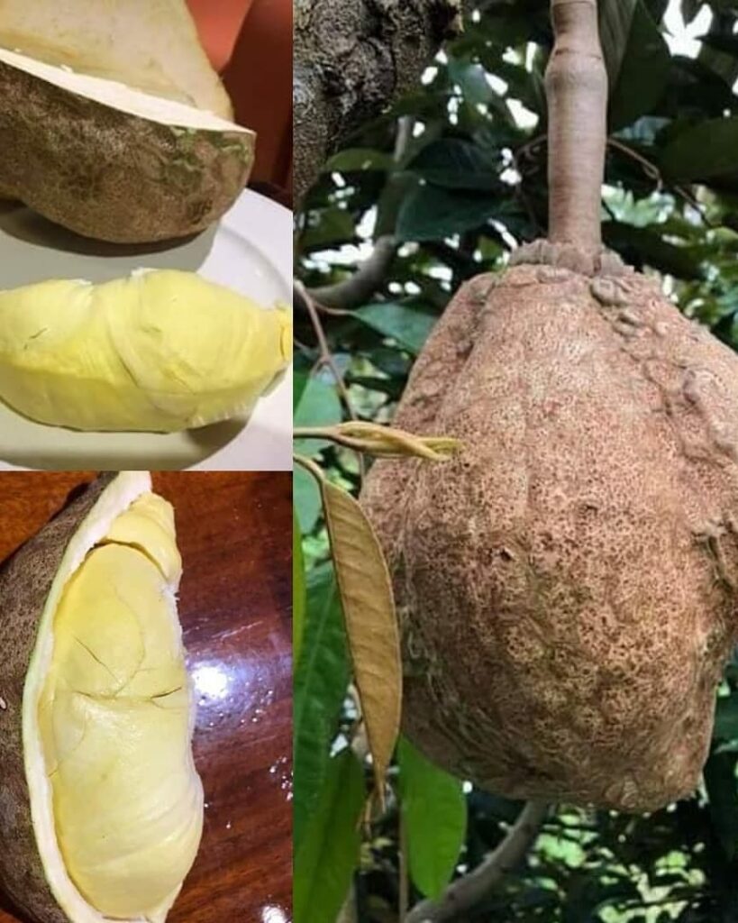 Detail Durian Tidak Berduri Nomer 55