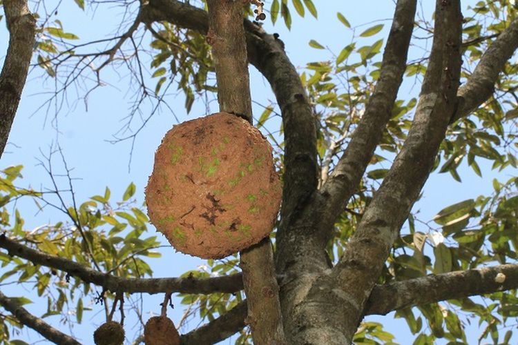 Detail Durian Tidak Berduri Nomer 6