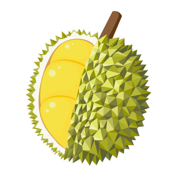 Durian Vector Png - KibrisPDR