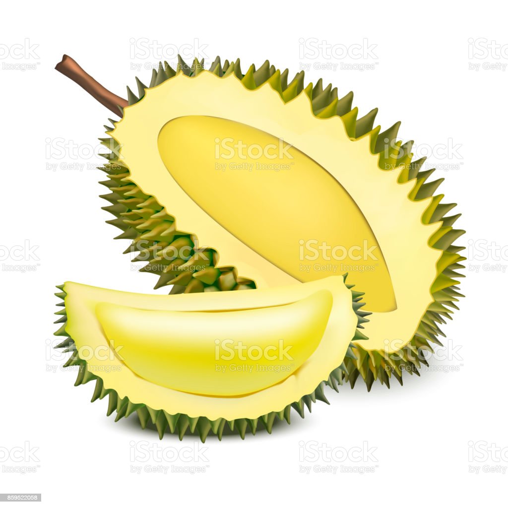 Detail Durian Vector Png Nomer 17