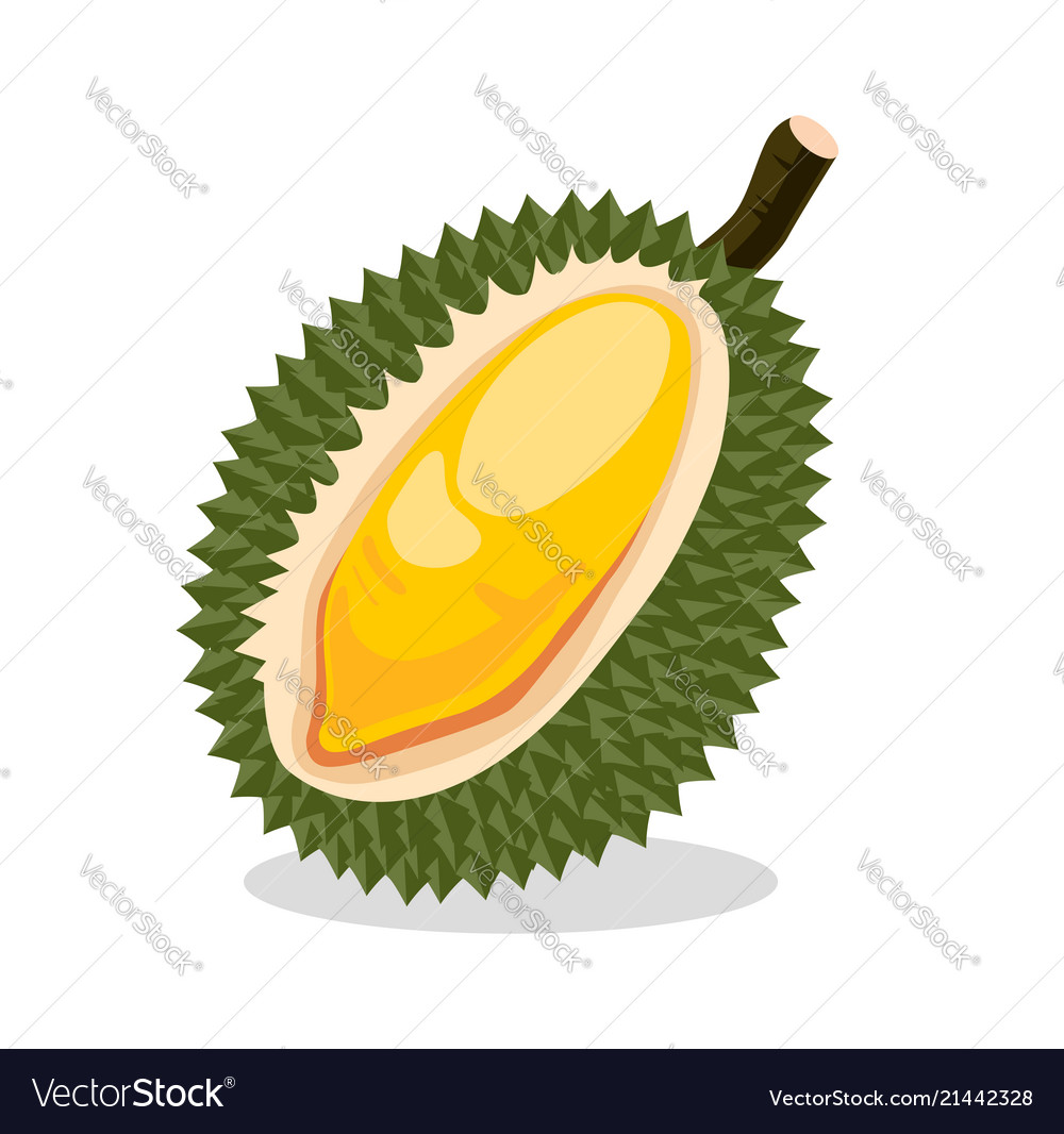 Detail Durian Vector Png Nomer 18