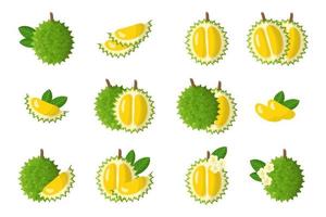 Detail Durian Vector Png Nomer 5