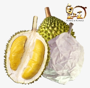 Detail Durian Vector Png Nomer 40