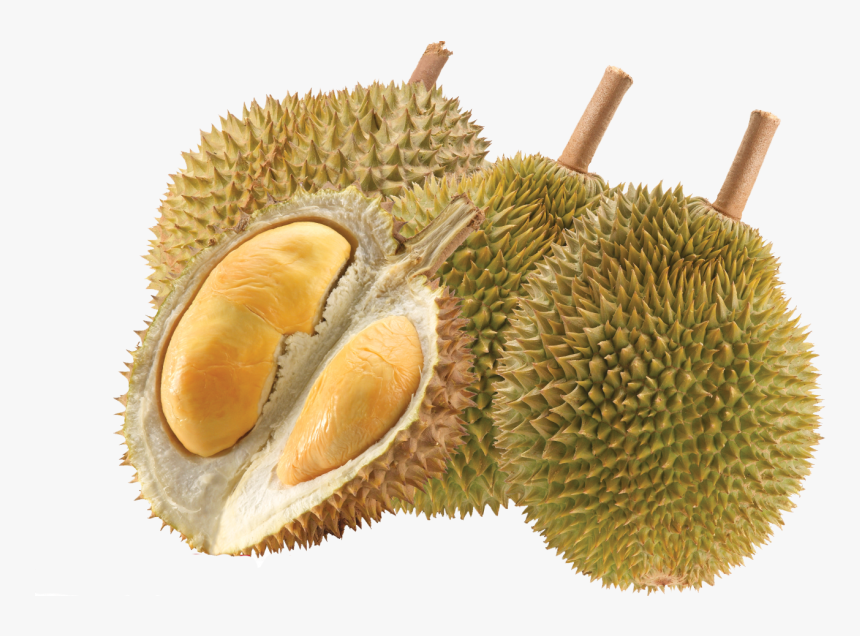 Detail Durian Vector Png Nomer 42