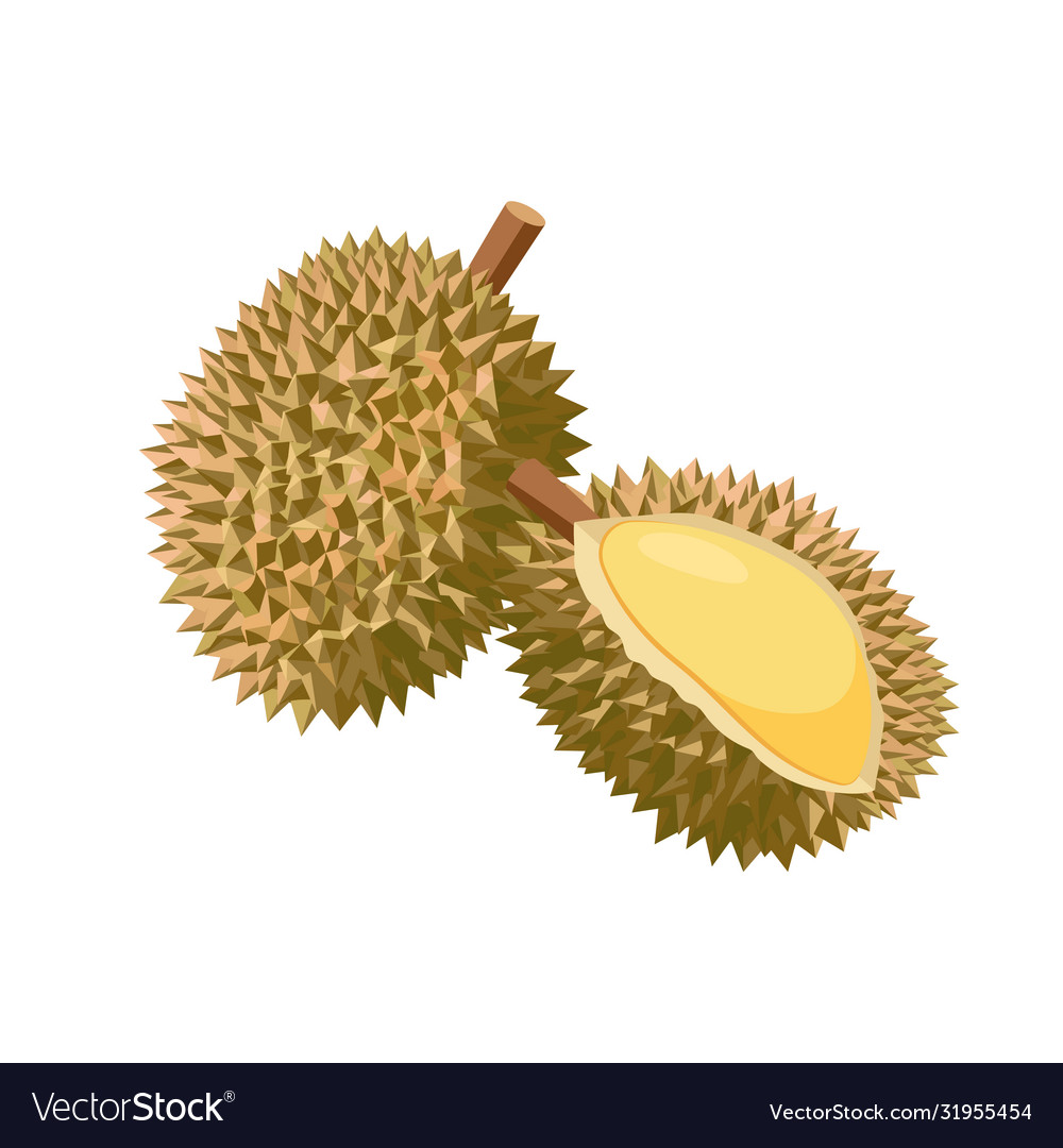 Detail Durian Vector Png Nomer 49