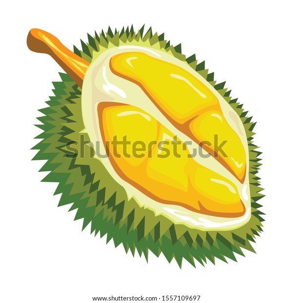 Detail Durian Vector Png Nomer 51